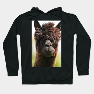 Alpaca Hoodie